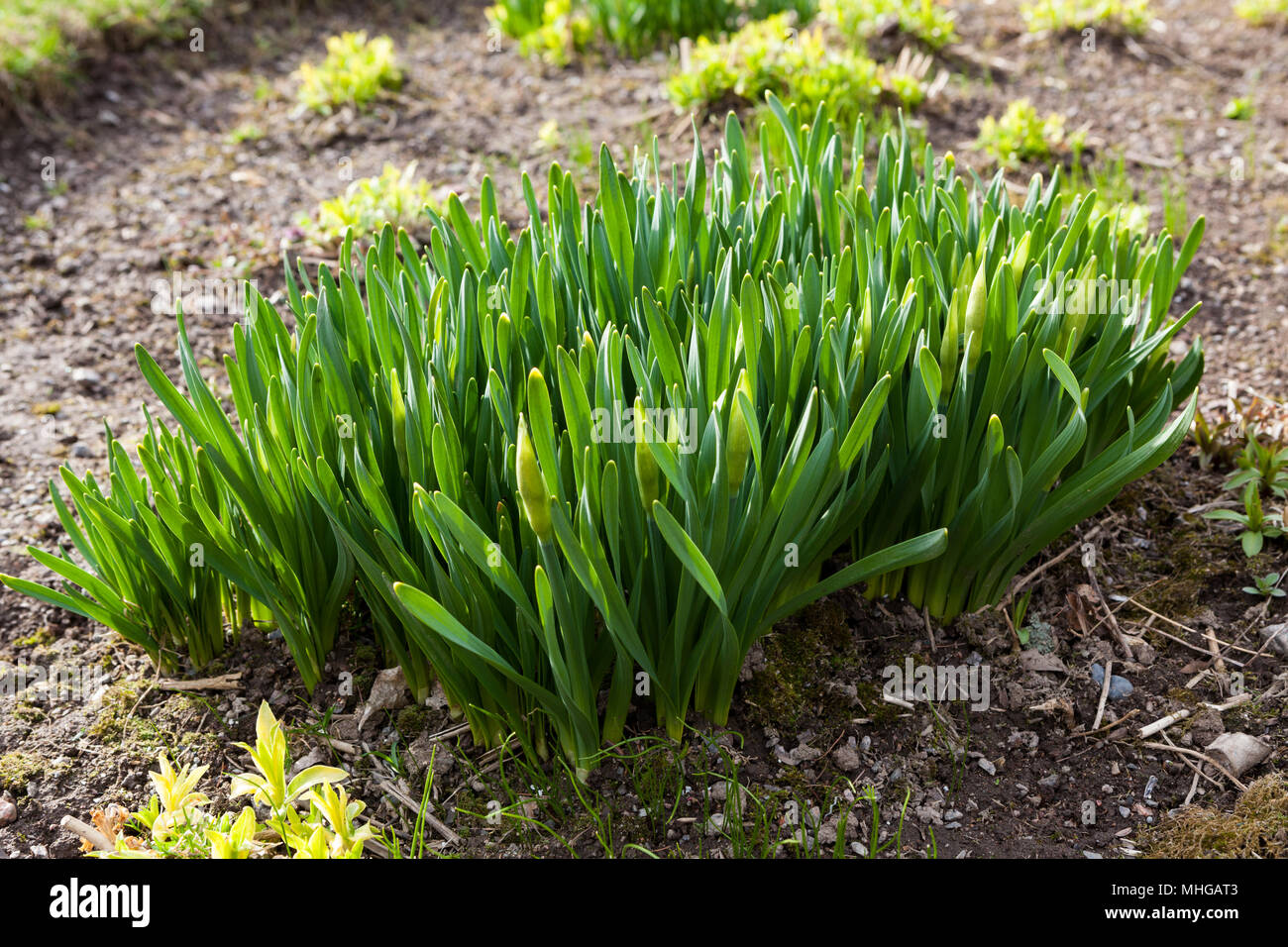 Schönen blühenden Frühling Blumen Stockfoto