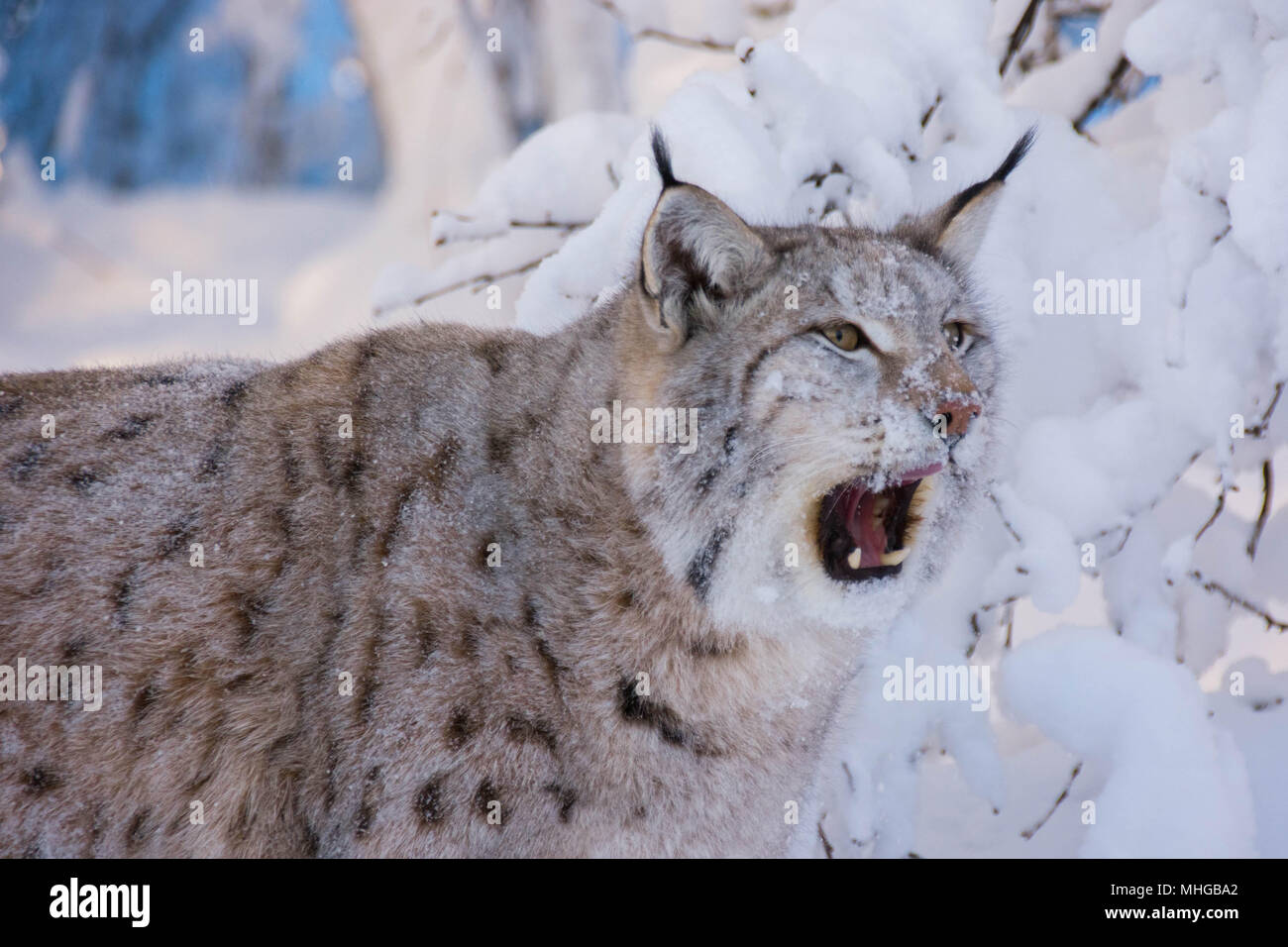 Die Lynx nicht brüllen, statt es Schnurren, miauen, Jammern und Zischen. Hier ist der Eurasische Luchs mit Flecken. Eine so genannte Katze Luchs. Die Lynx lynx in der Sn Stockfoto