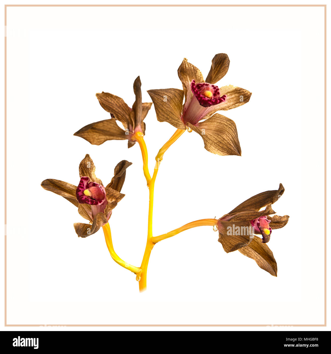Cymbidium Orchidee Blumen verblassen. Stockfoto