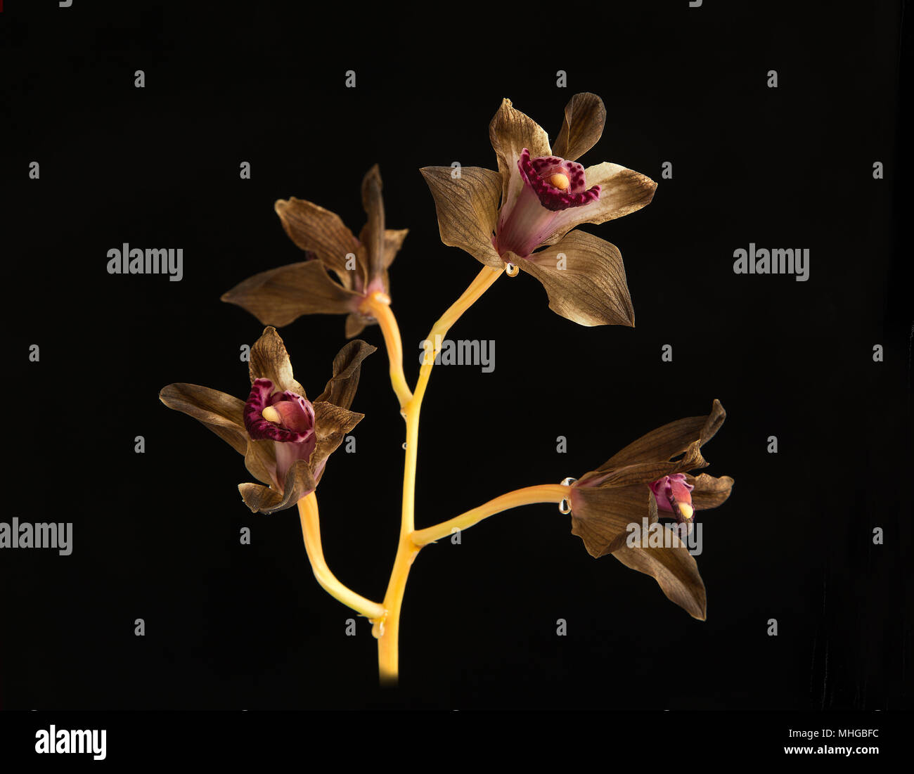Cymbidium Orchidee Blumen verblassen Stockfoto