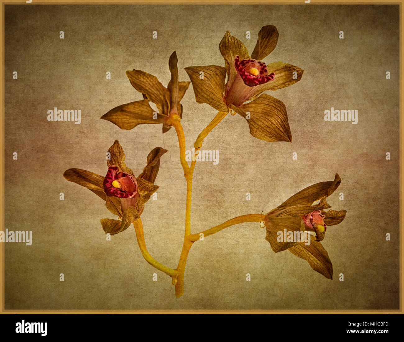 Cymbidium Orchidee Blumen verblassen Stockfoto