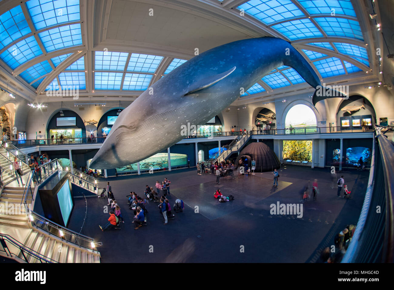 NEW YORK, VEREINIGTE STAATEN - 21 April 2017 - Touristische und Kinder besuchen das Natural History Museum Blauwal Hall Stockfoto
