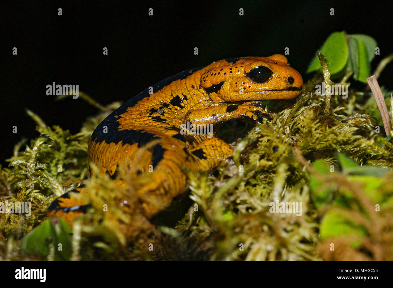 Makro von Salamandra salamandra bernardezi in Galizien, Spanien