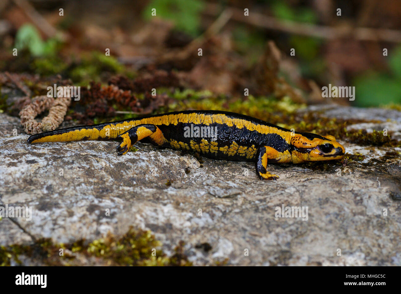 Coloracion aposematica Fotos und Bildmaterial in hoher Auflösung Alamy