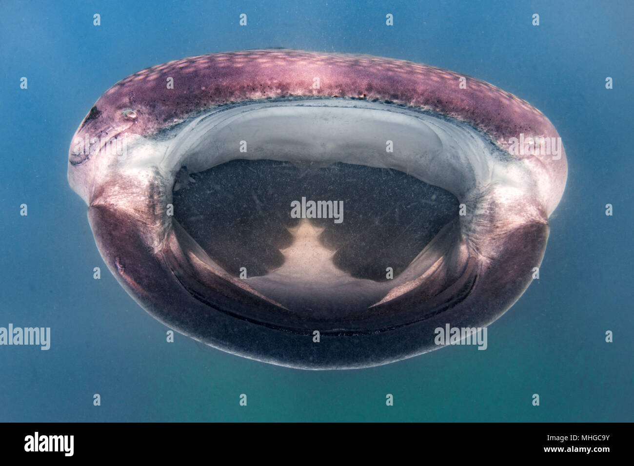 Walhai Unterwasser mit großen offenen Mund Kiefer während zu dir. Stockfoto