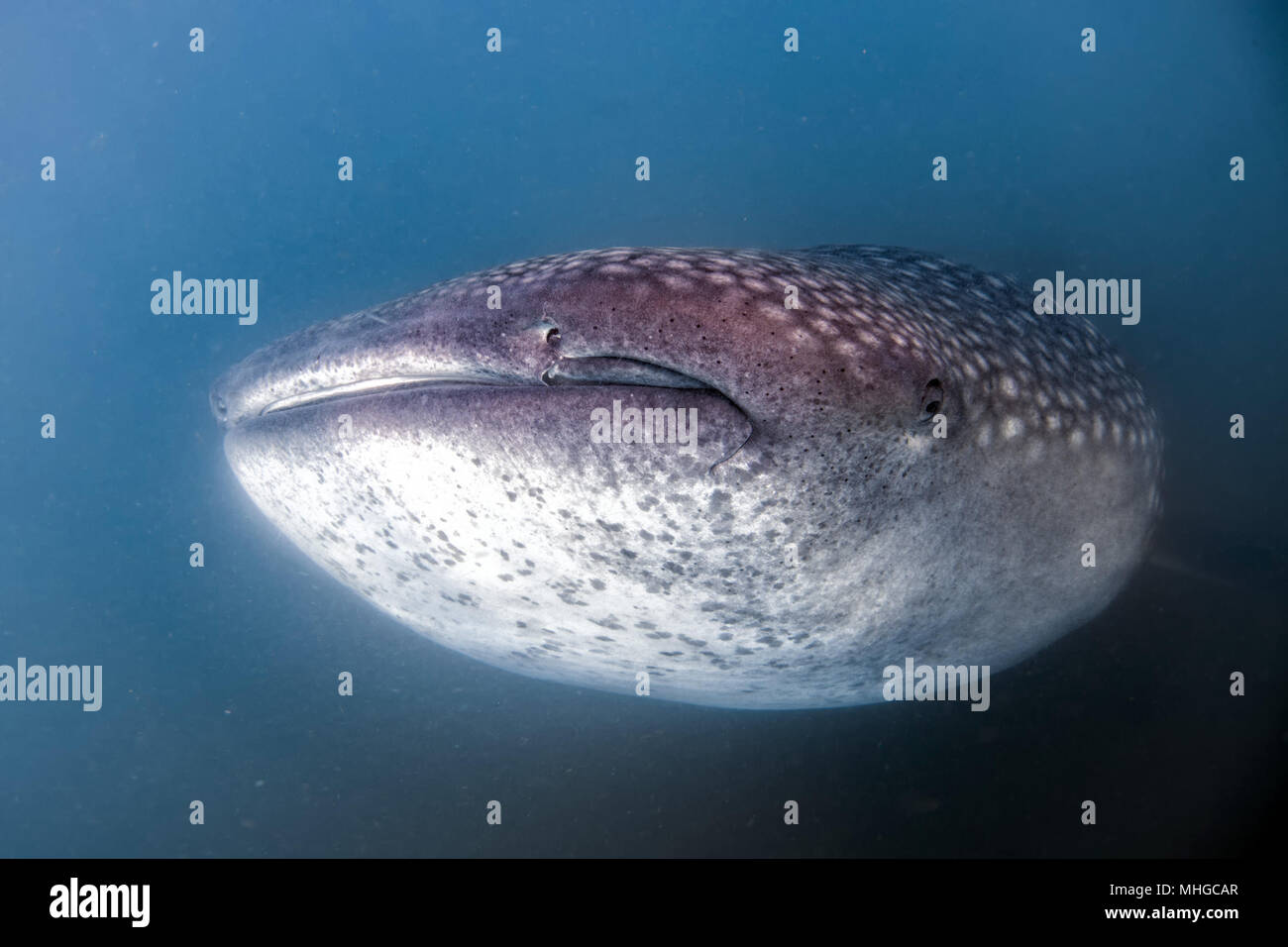 Walhai Unterwasser mit großen offenen Mund Kiefer während zu dir. Stockfoto