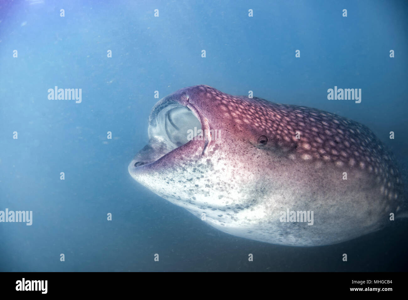 Walhai Unterwasser mit großen offenen Mund Kiefer während zu dir. Stockfoto