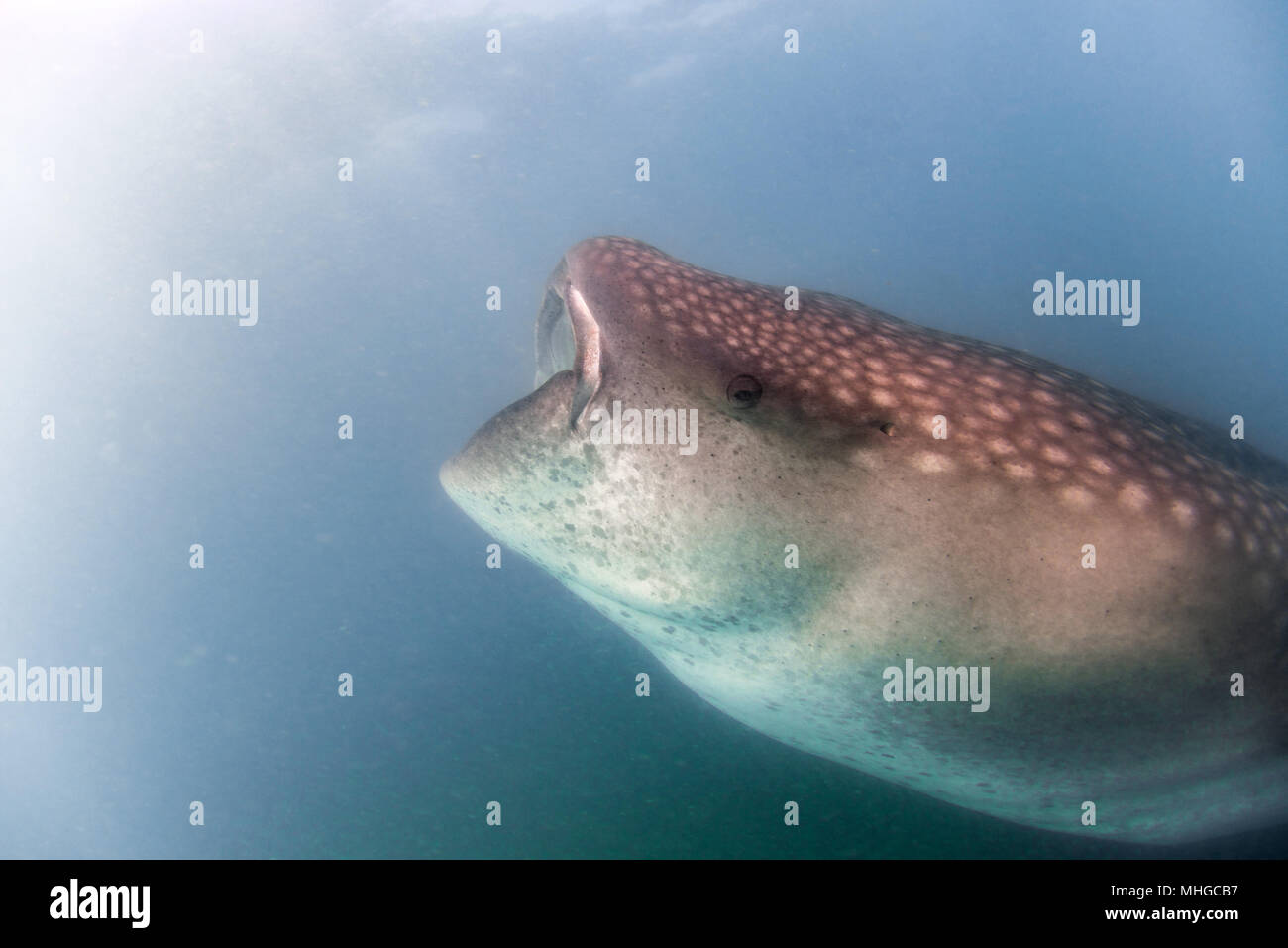 Walhai Unterwasser mit großen offenen Mund Kiefer während zu dir. Stockfoto