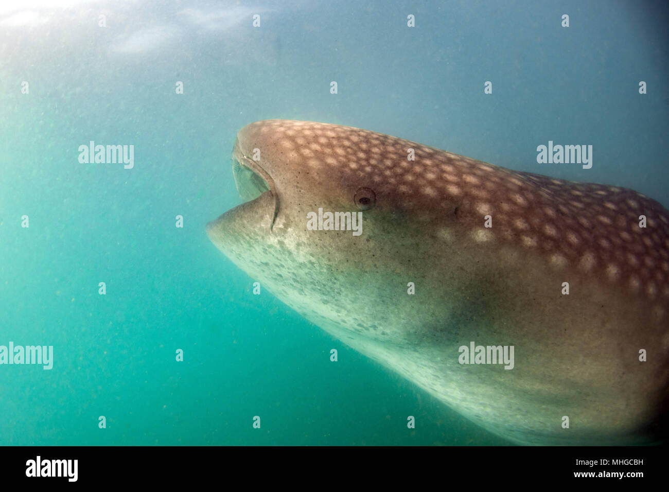 Walhai Unterwasser mit großen offenen Mund Kiefer während zu dir. Stockfoto