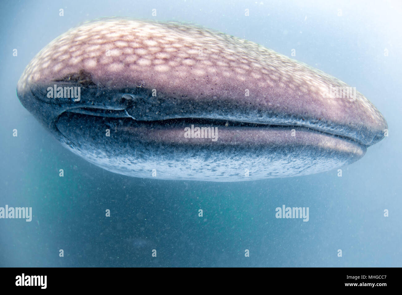Walhai Unterwasser mit großen offenen Mund Kiefer während zu dir. Stockfoto
