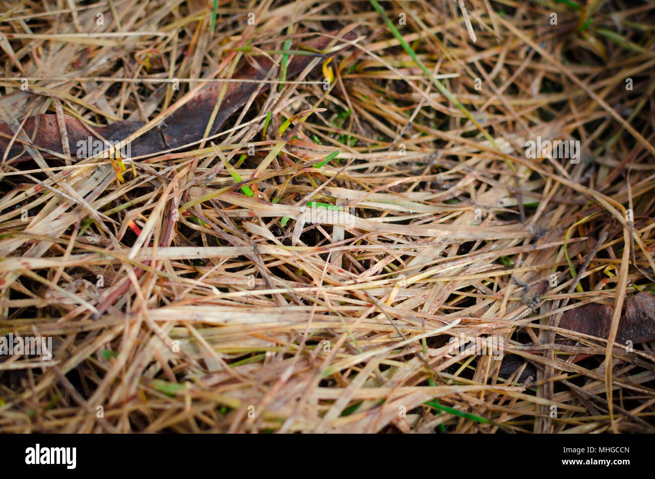 Trocken im letzten Jahr Gras. Textur der alten gelben Gras. Stockfoto