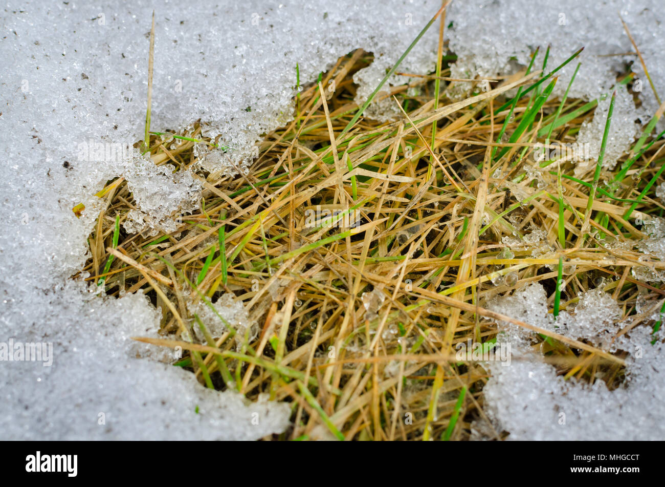 Alte helles Gras und Schneeschmelze im Frühling Stockfoto