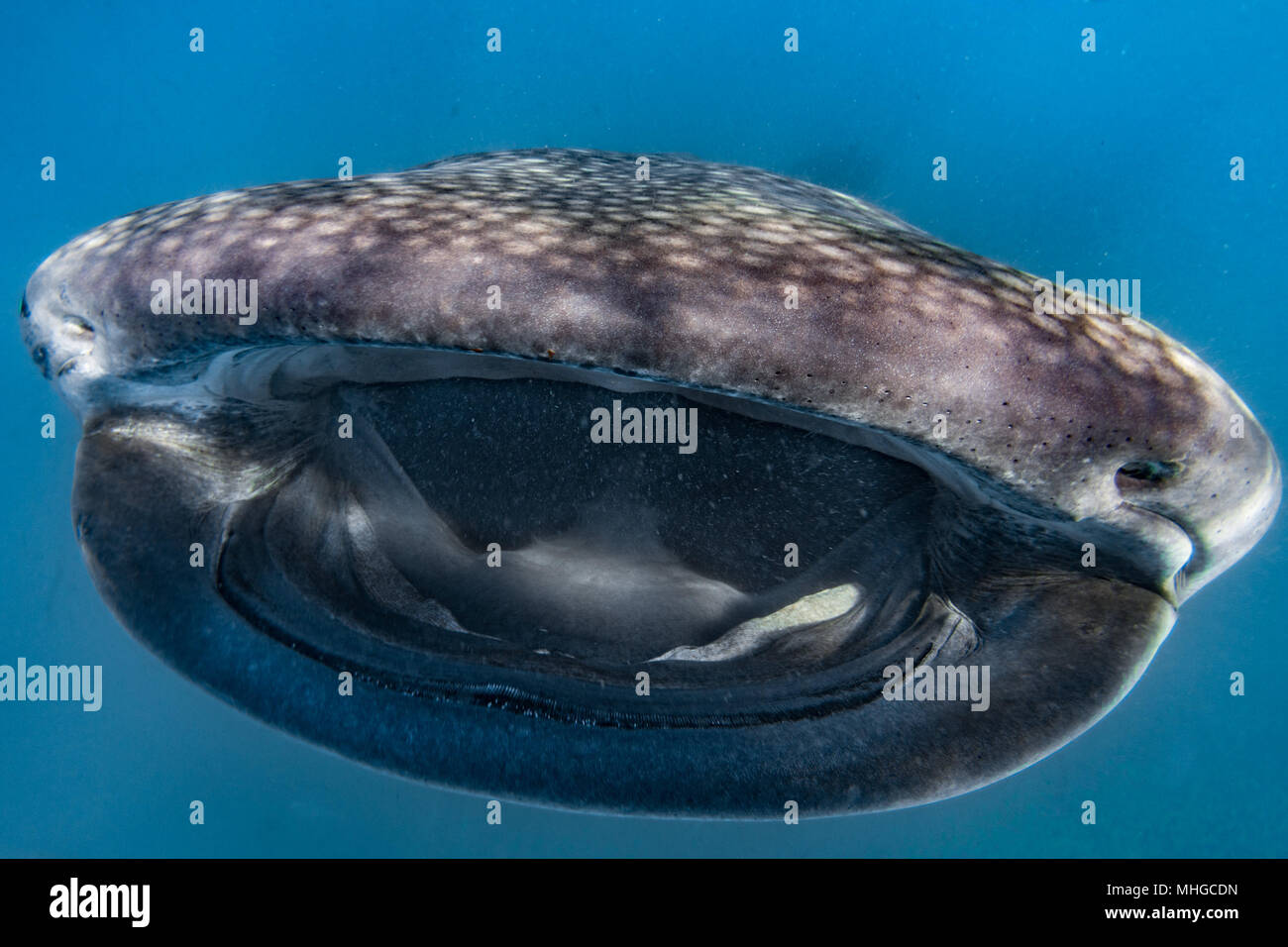 Walhai Unterwasser mit großen offenen Mund Kiefer während zu dir. Stockfoto