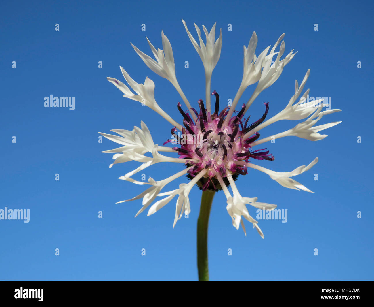 White Mountain Kornblume (centaurea contana alba) auf dem Hintergrund eines klaren blauen Himmel in einem Garten in Wales UK wachsende Stockfoto