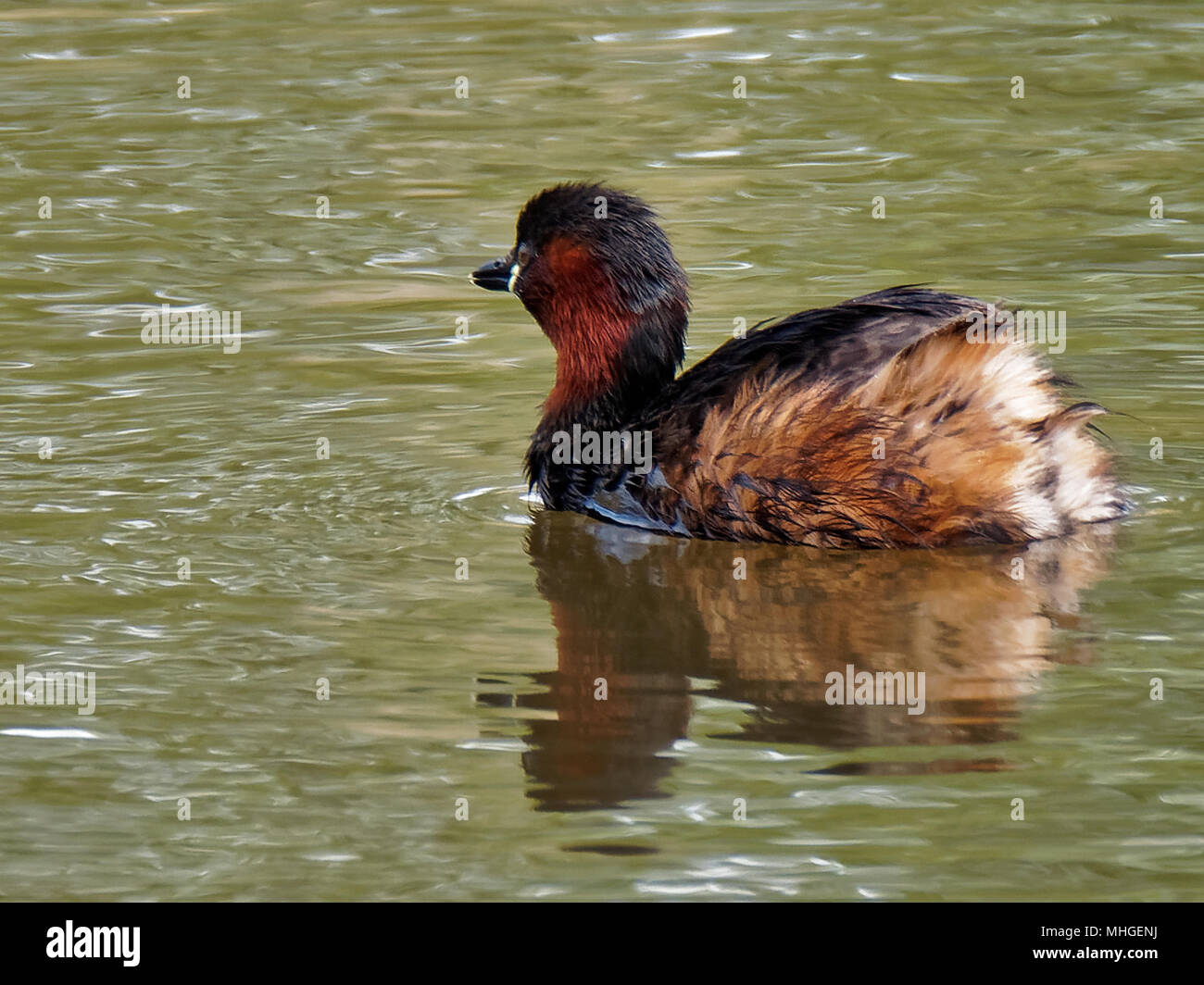 Zwergtaucher, RSPB Feuchtgebiete, Newport. Großbritannien Stockfoto