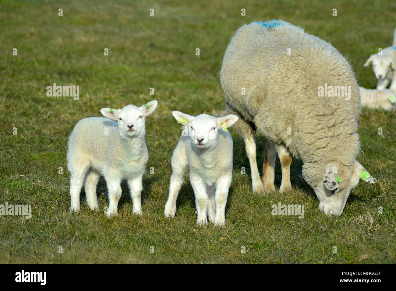 Texel Schafe und die kleine Lämmer iat Insel Texel, Niederlande. Europa  Stockfotografie - Alamy