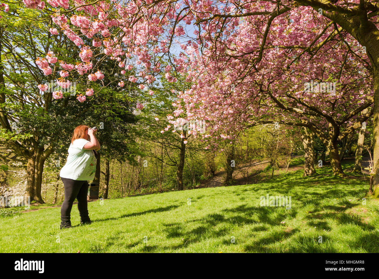 Frau Fotos von einer Blüte Baum Blumen in einem Park Großbritannien Stockfoto