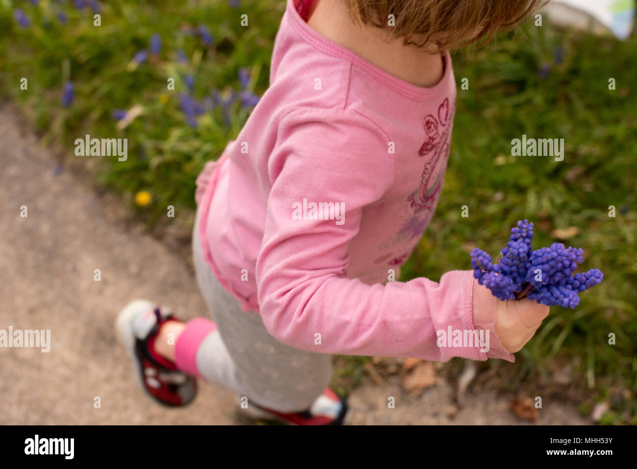 Ein kleines Mädchen hält einen Strauß lila Hyazinthen Blumen im Frühjahr. Stockfoto