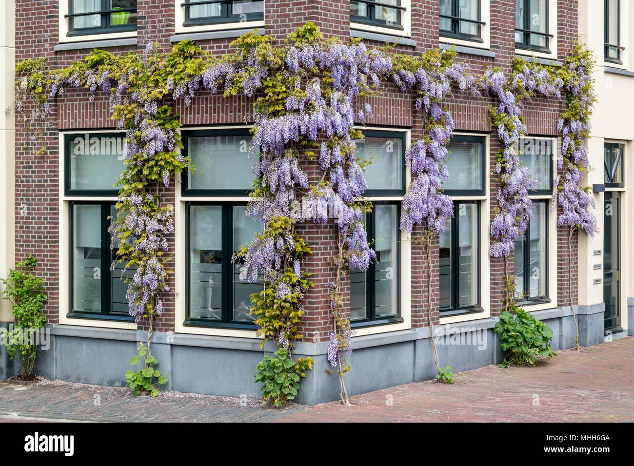 Eckhaus mit einem blauen Wisteria in der Stadt Leiden Stockfoto