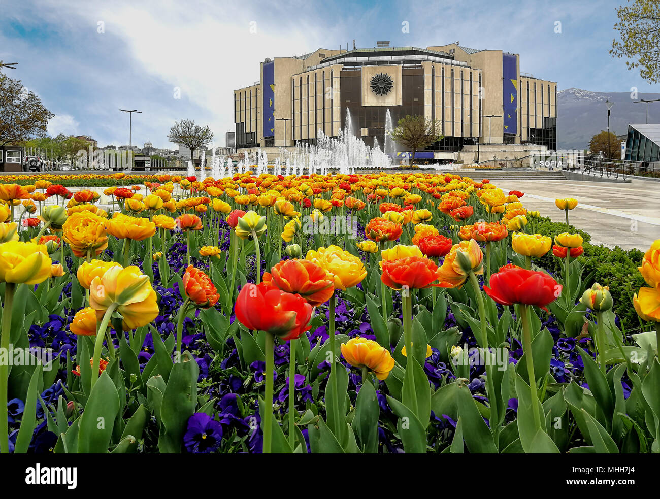 Tulip Garten und Springbrunnen vor dem Nationalen Kulturpalast in Sofia, Bulgarien. Stockfoto