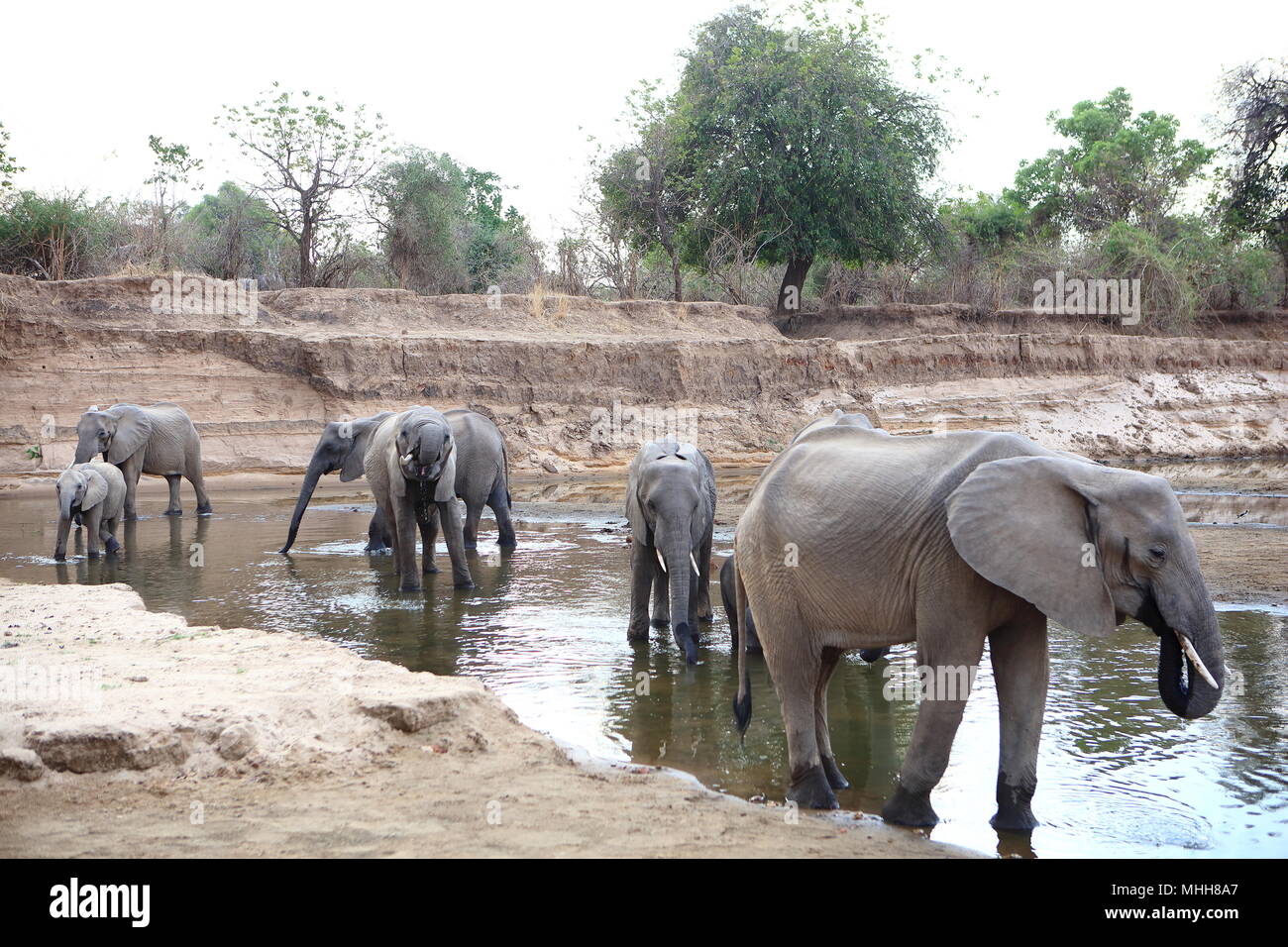 Afrikanischer Elefant Familie in South Luangwa River, Sambia Stockfoto