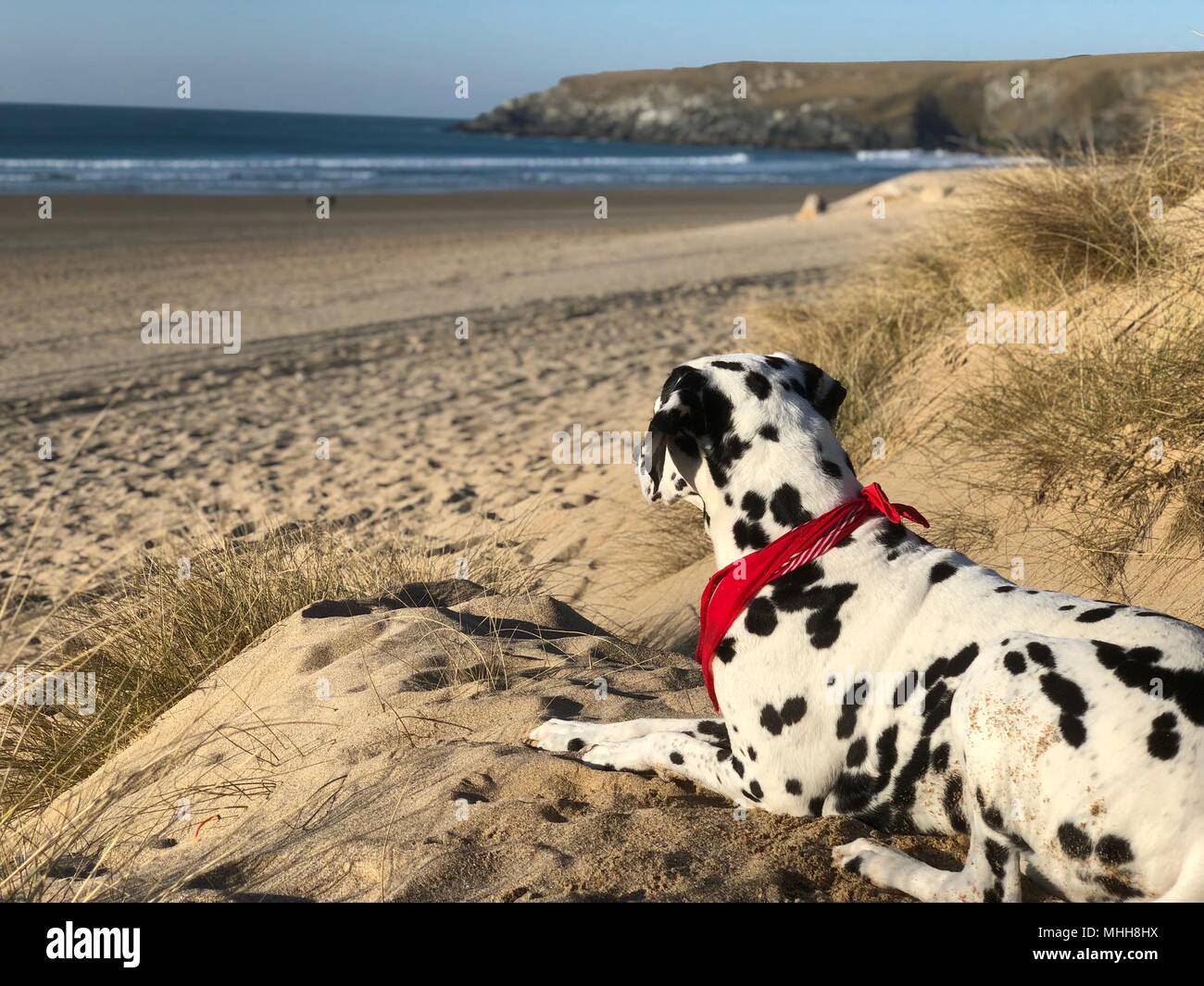 Dalmatiner Hund beobachten das Leben am Strand. Stockfoto