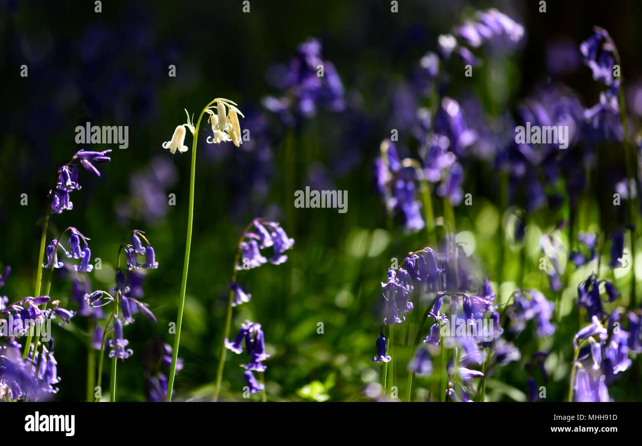 Weiß bluebell Blume isoliert Stockfoto