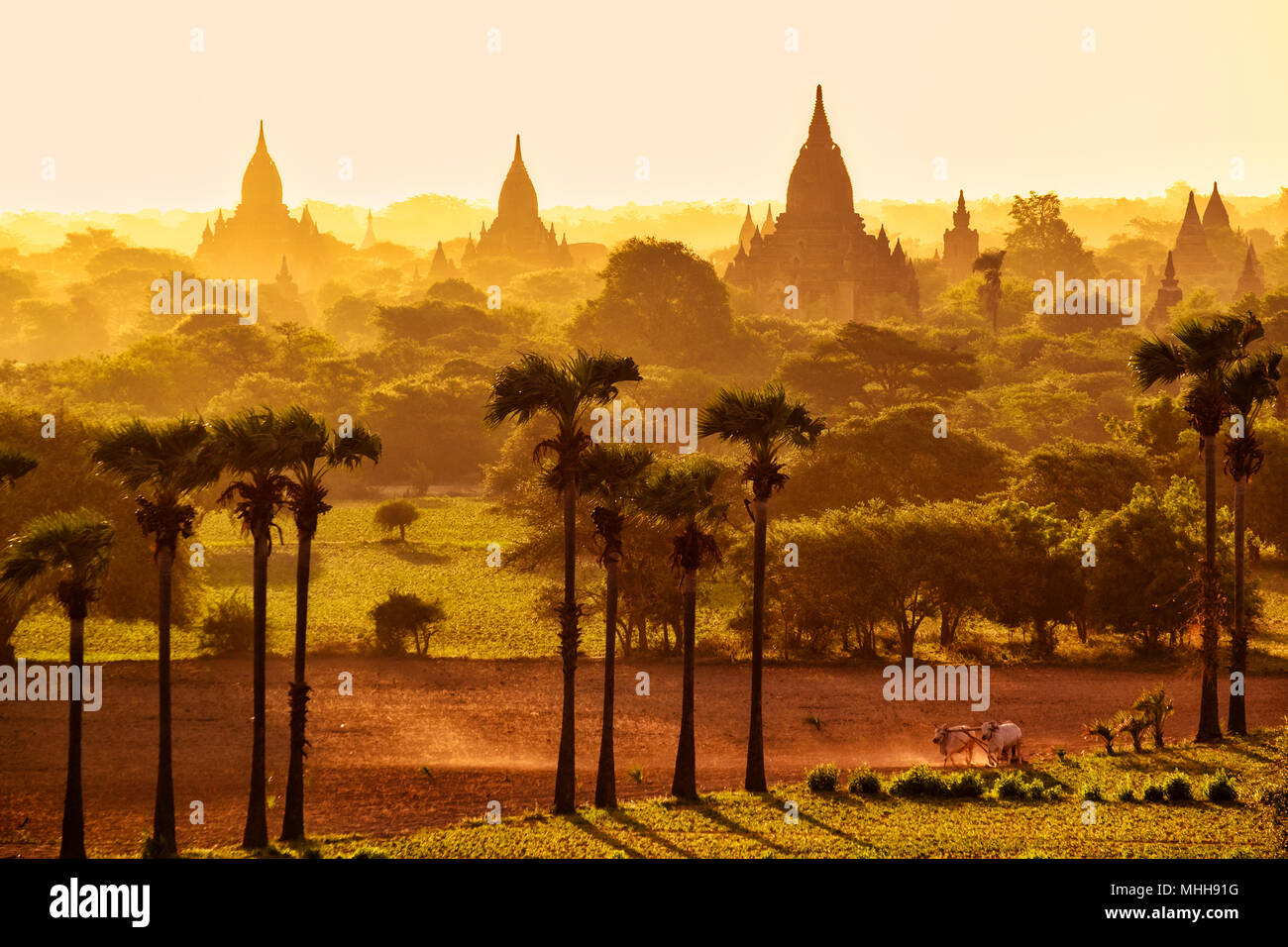 Bunte helle Sonnenaufgang in mit Tempeln, Felder und Vieh, Bagan, Myanmar (Birma) Stockfoto