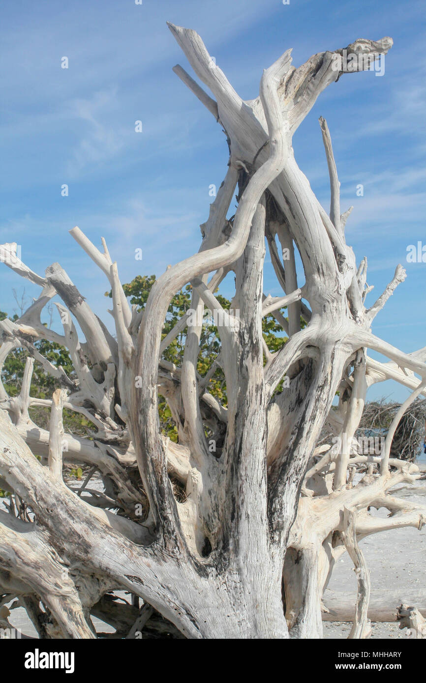 Große Treibholz am Strand in Florida Stockfoto