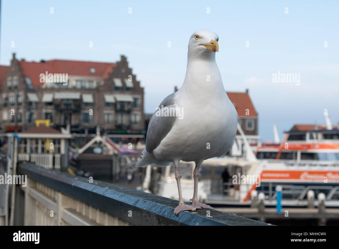 Eine Möwe in Volendam, Niederlande. Stockfoto