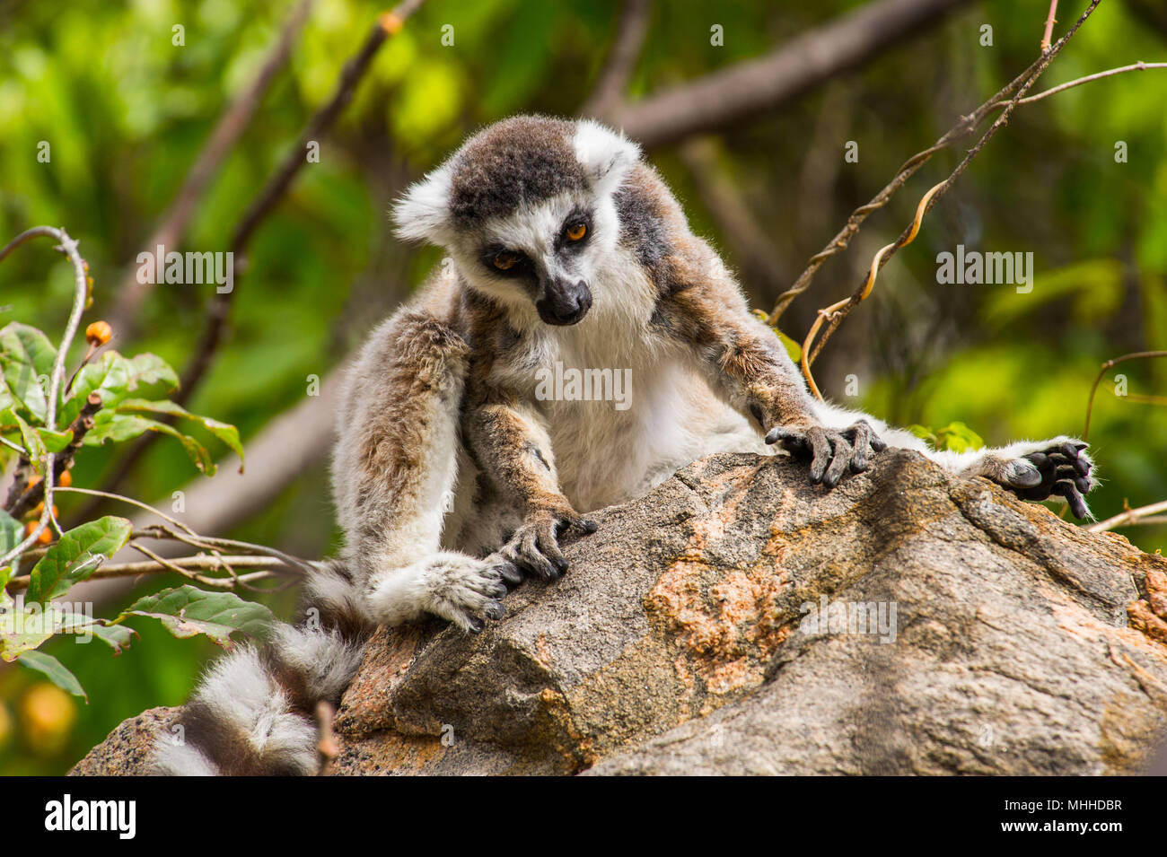 Nahaufnahme von einem Ring-tailed Lemur in Madagaskar, Afrika Stockfoto