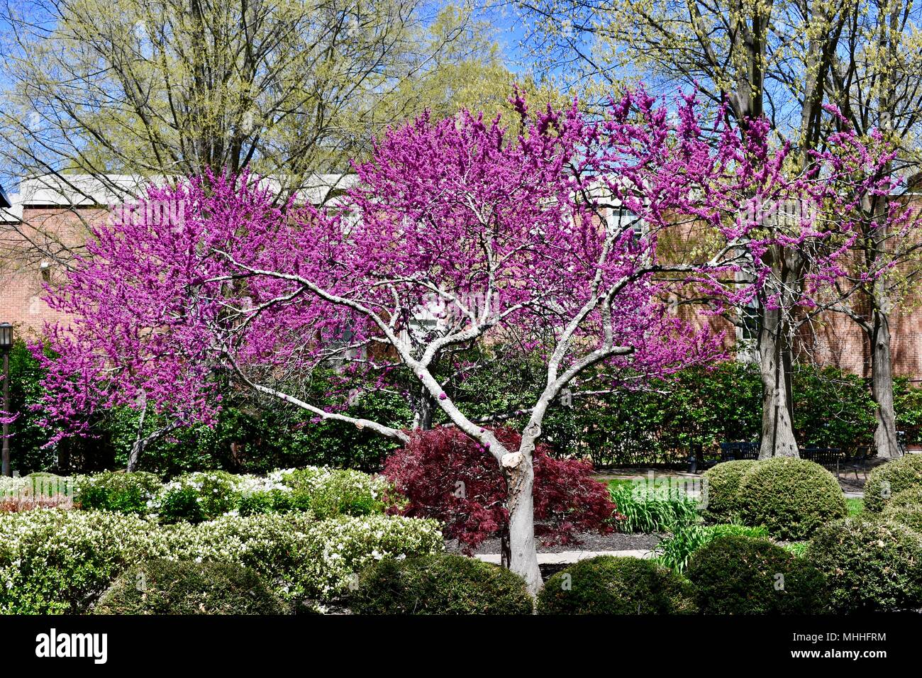 Blühende rote Knospe Baum in voller Farbe Stockfoto