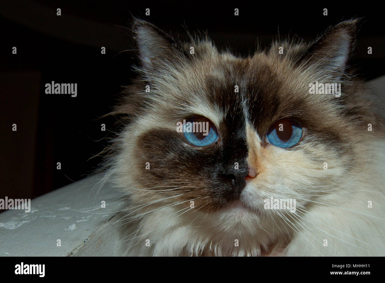 Blaue Augen Weiß Und Schwarz Ragdoll Katze Portrait