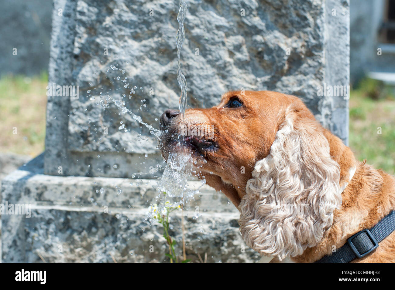 Hund Welpen cocker spaniel während Trinkwasser Stockfoto