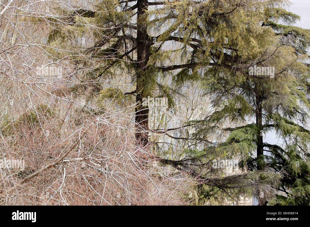 Zwei Pinien neben einem weißen Baum Stockfoto