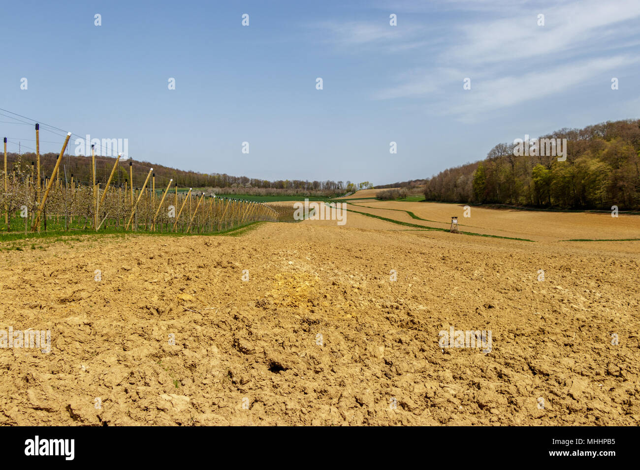 Eine schöne Wiese voller blühen die Kirschbäume in Markgräferland. Die Region ist bekannt für seine Weinberge amd oft von Deutschen die Toskana von Ge genannt Stockfoto