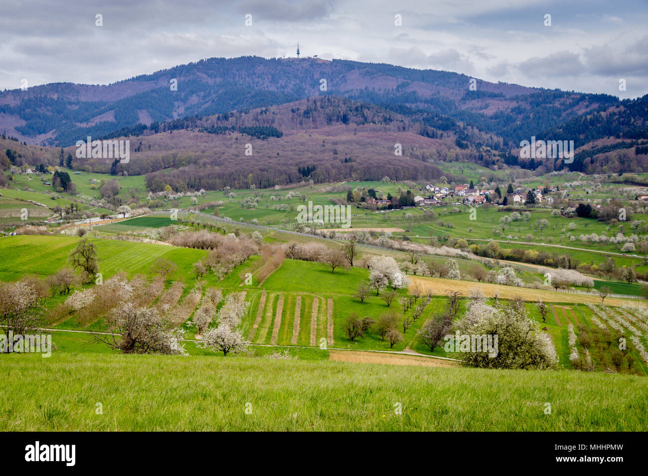 Eine schöne Wiese voller blühen die Kirschbäume in Markgräferland. Die Region ist bekannt für seine Weinberge amd oft von Deutschen die Toskana von Ge genannt Stockfoto