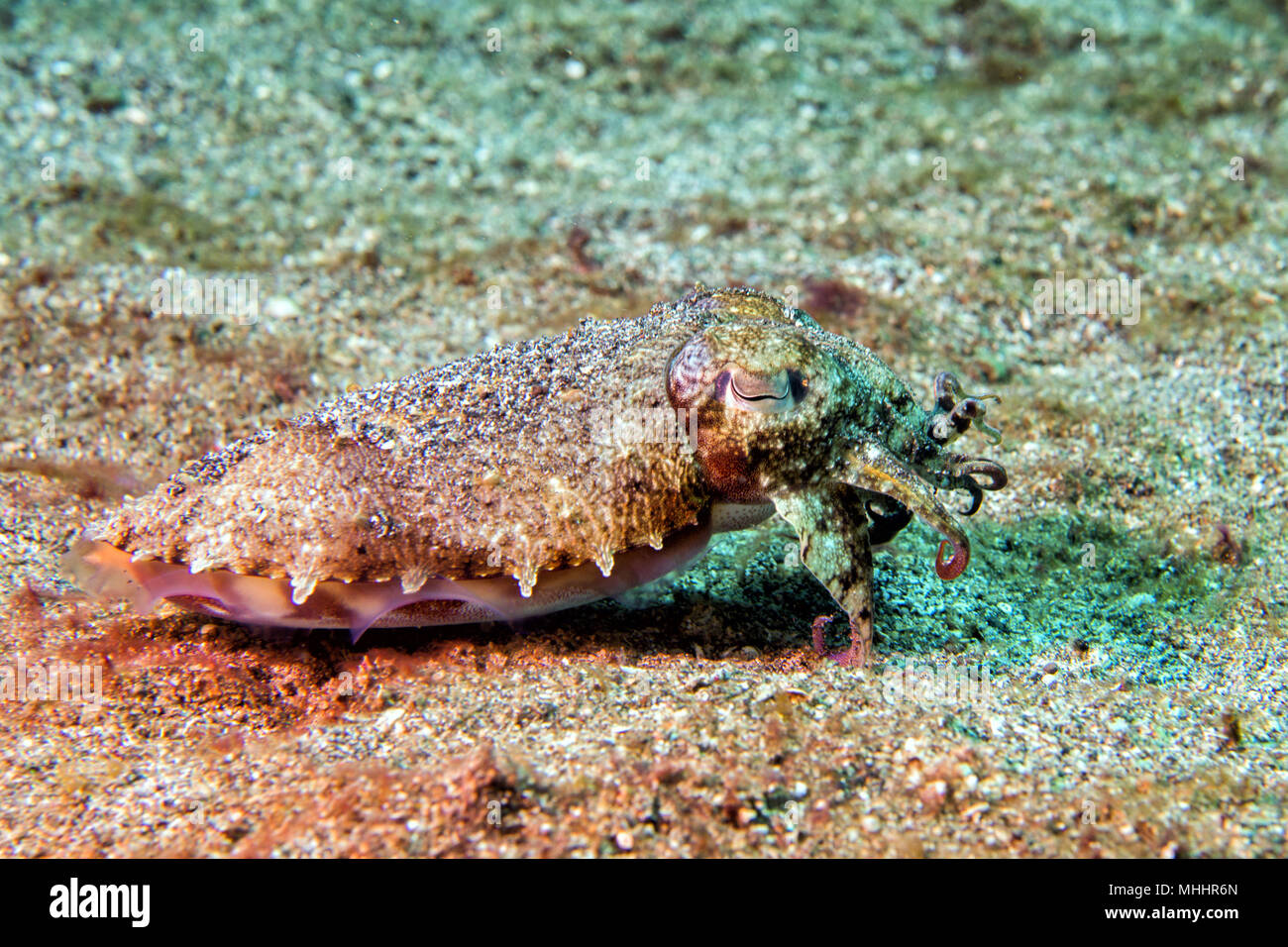 Ändern der Farben sepie Flamboyant sepia Unterwasser Stockfoto