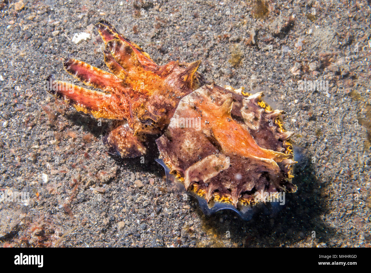 Ändern der Farben sepie Flamboyant sepia Unterwasser Stockfoto