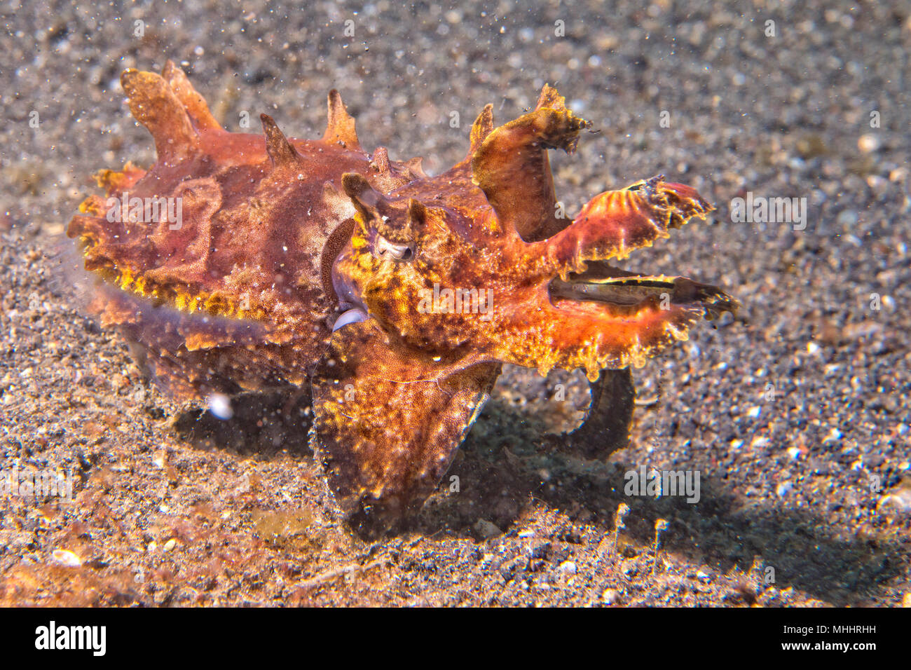 Ändern der Farben sepie Flamboyant sepia Unterwasser Stockfoto