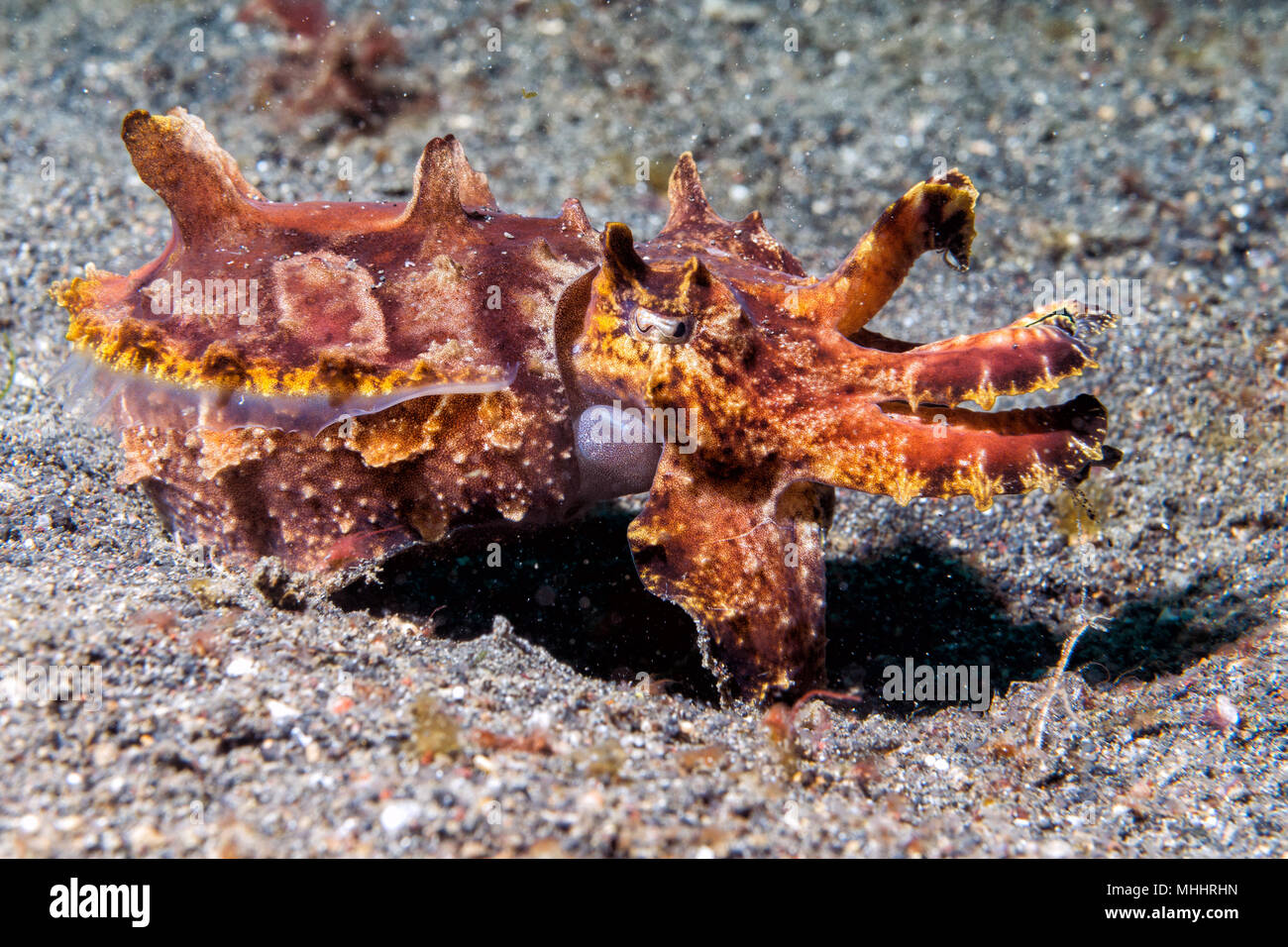 Ändern der Farben sepie Flamboyant sepia Unterwasser Stockfoto