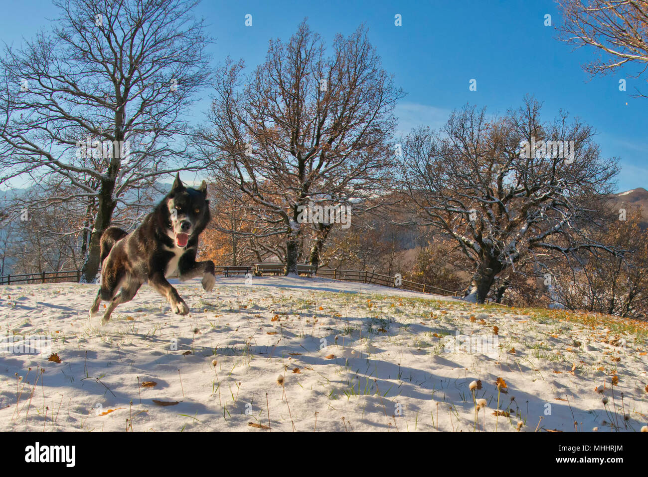 Ein schwarzer Hund wie ein Wolf im Schnee springen und Sie auf der Suche Stockfoto