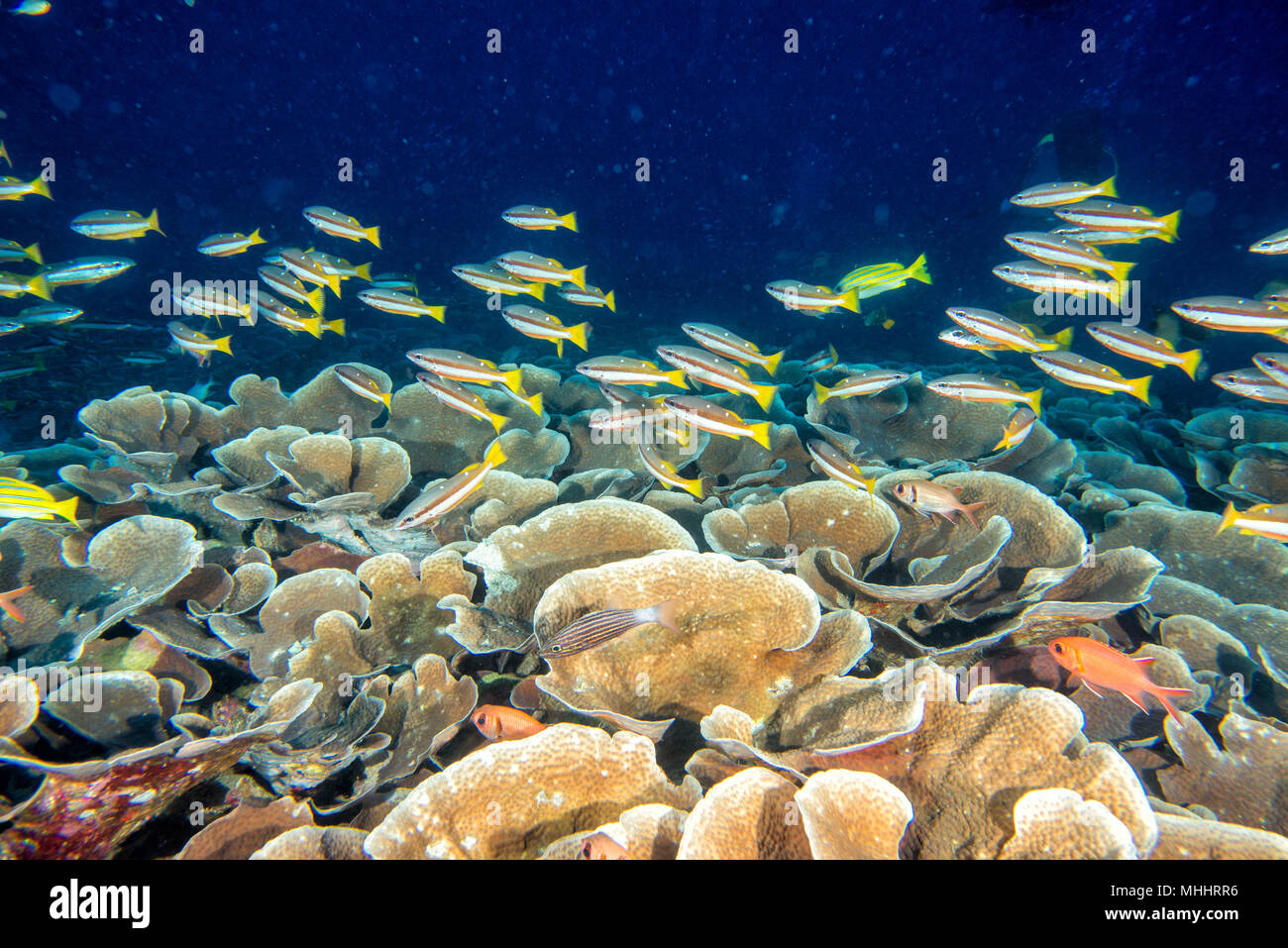 Malediven Korallen Haus für Fische Unterwasser Landschaft Stockfoto