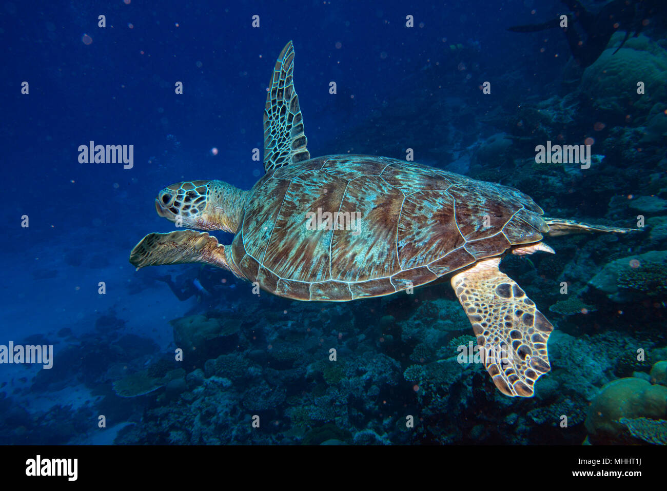 Grüne Schildkröte, die zu Ihnen kommen unter Wasser beim Tauchen Stockfoto