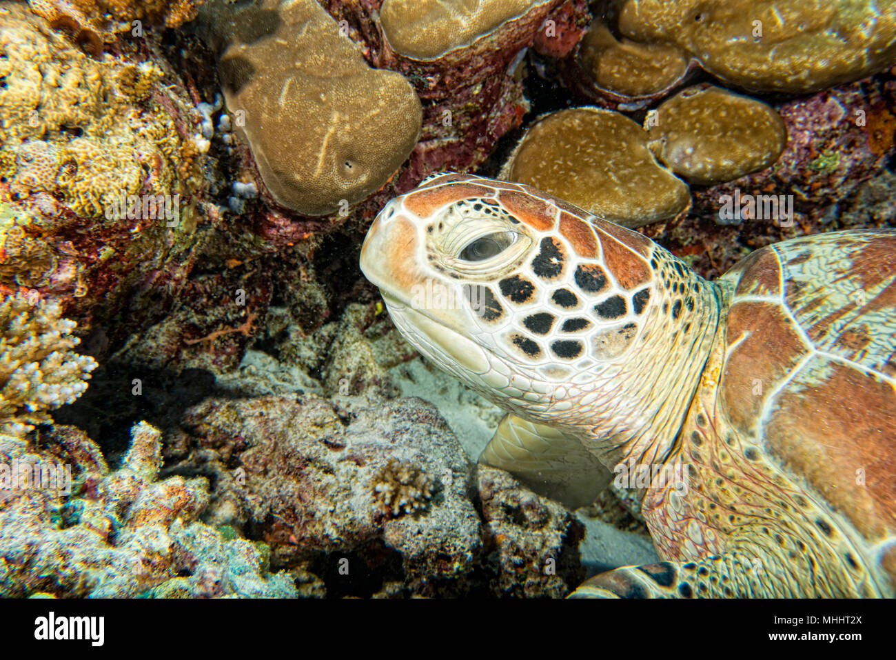 Grüne Schildkröte, die zu Ihnen kommen unter Wasser beim Tauchen Stockfoto