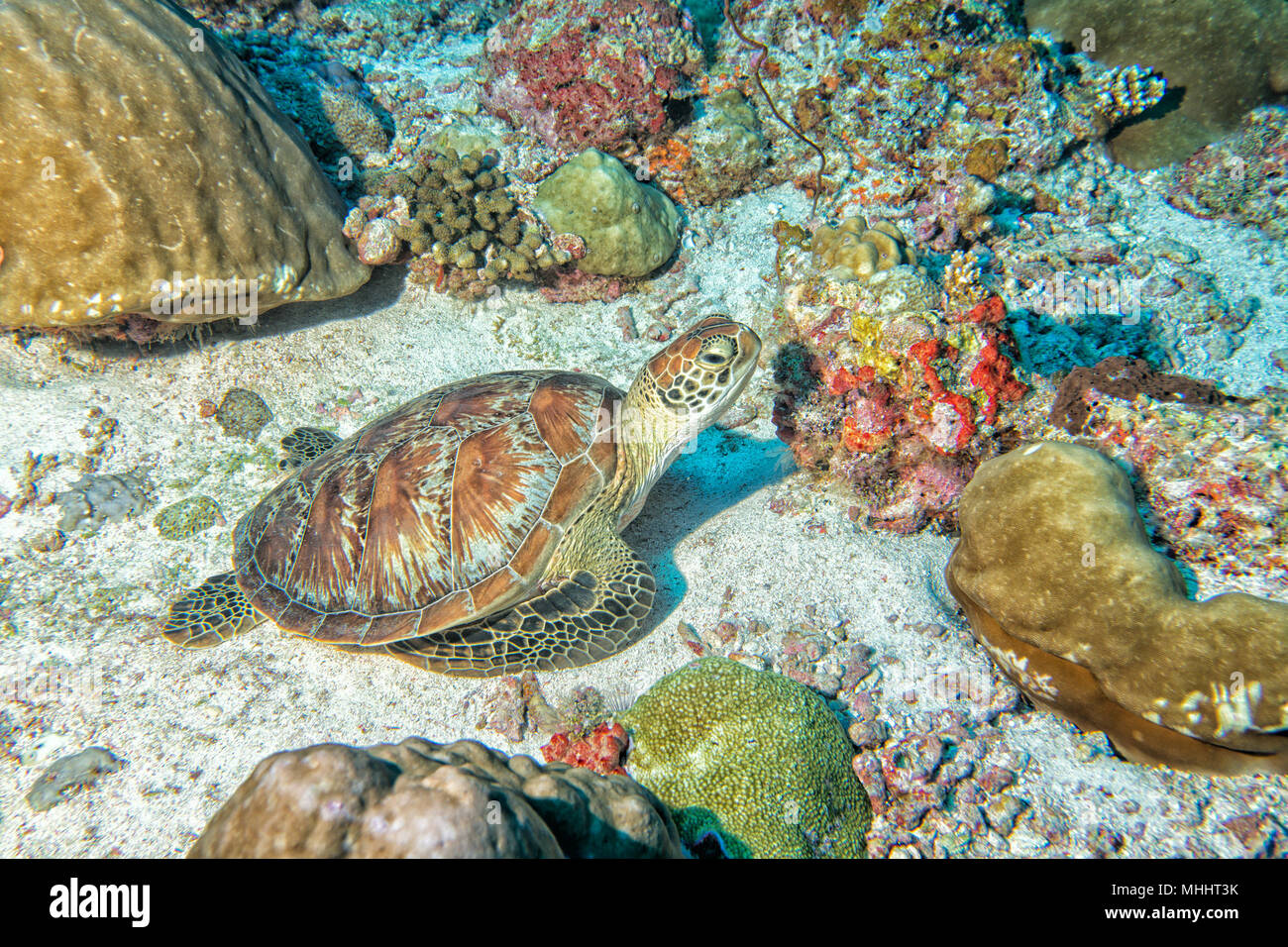 Grüne Schildkröte, die zu Ihnen kommen unter Wasser beim Tauchen Stockfoto