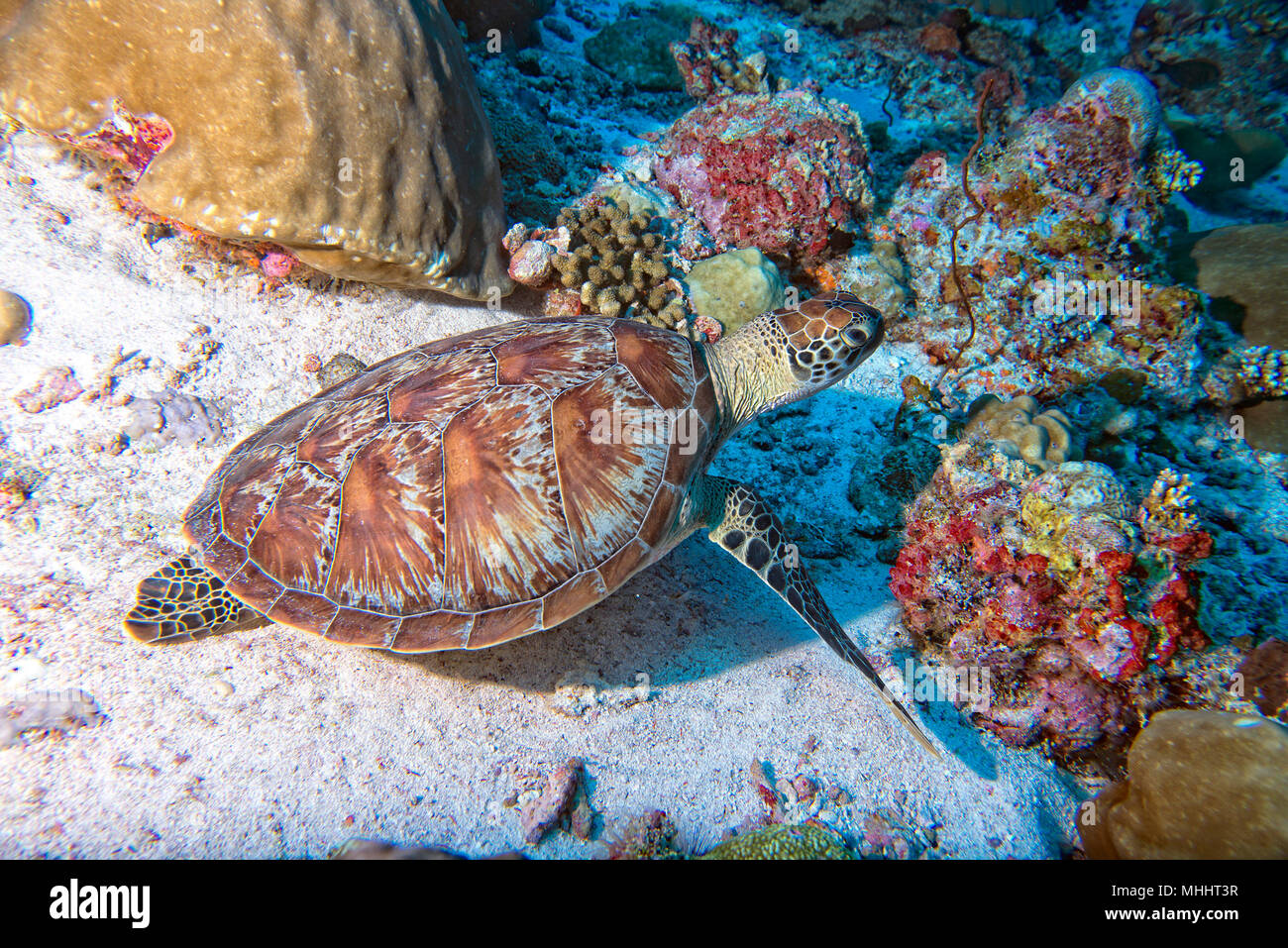 Grüne Schildkröte, die zu Ihnen kommen unter Wasser beim Tauchen Stockfoto