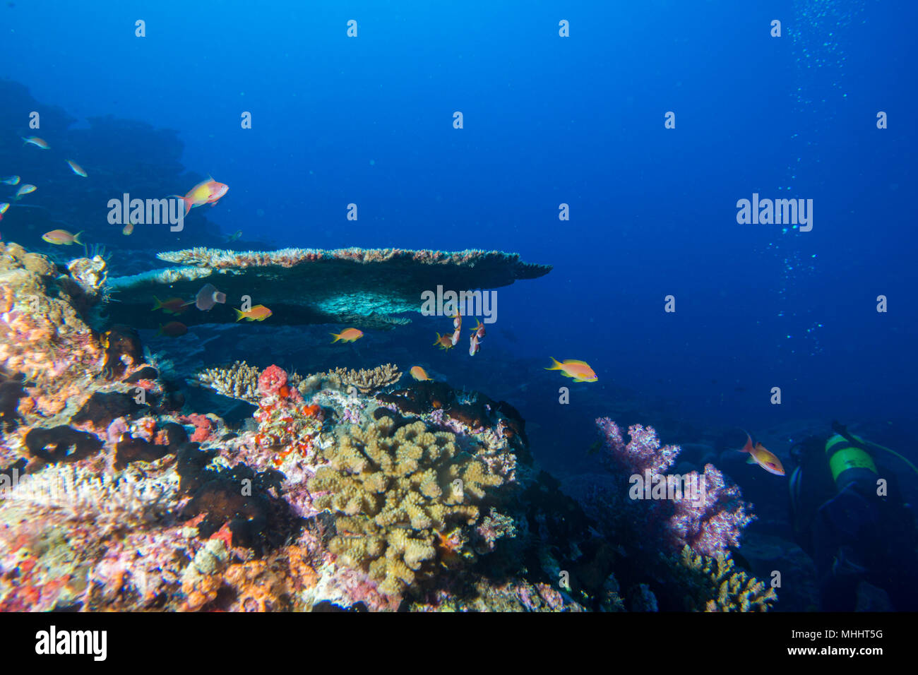 Malediven Korallen Haus für Fische Unterwasser Landschaft Stockfoto