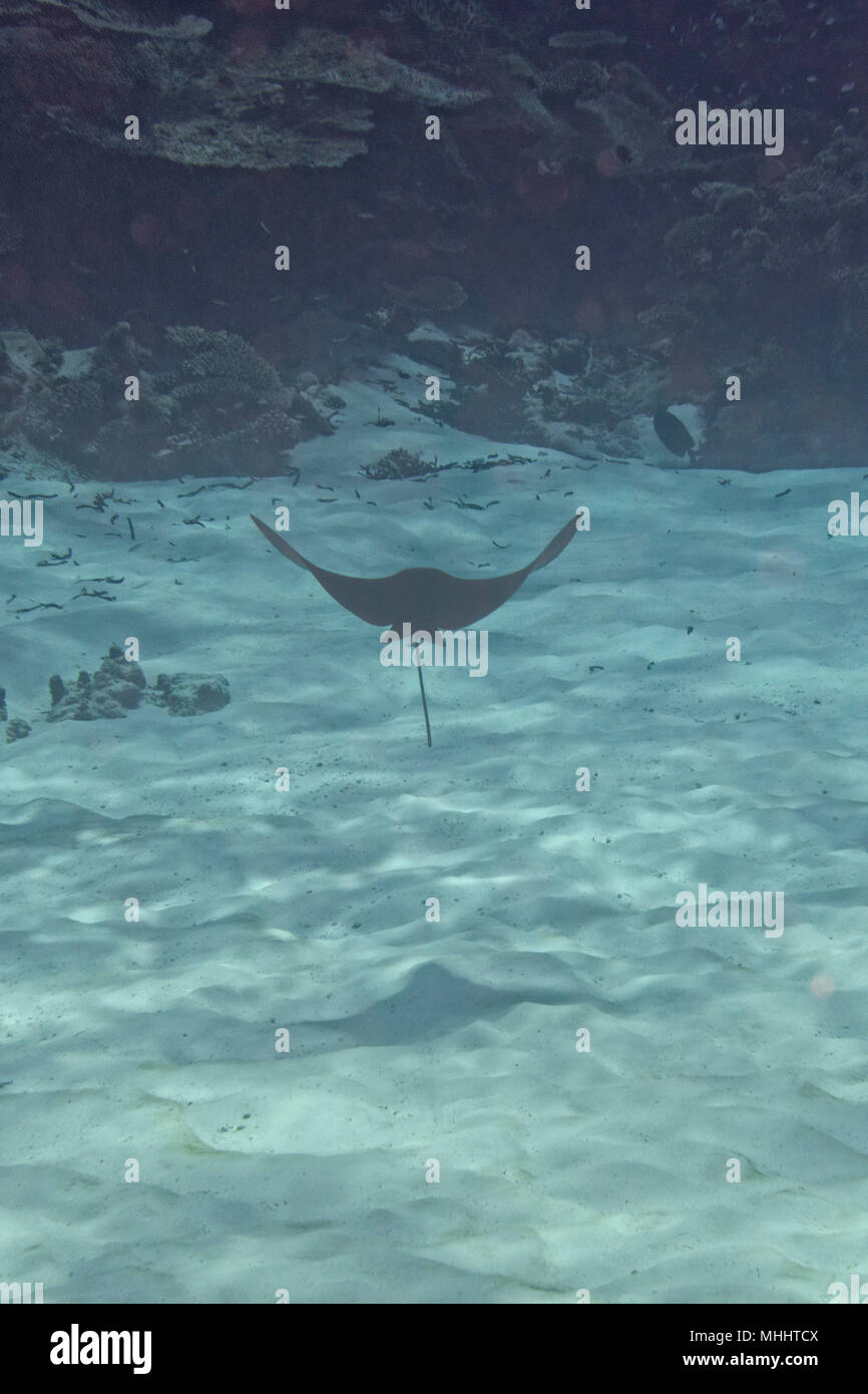 Underwater Portrait von Eagle Ray Manta in Malediven Stockfoto