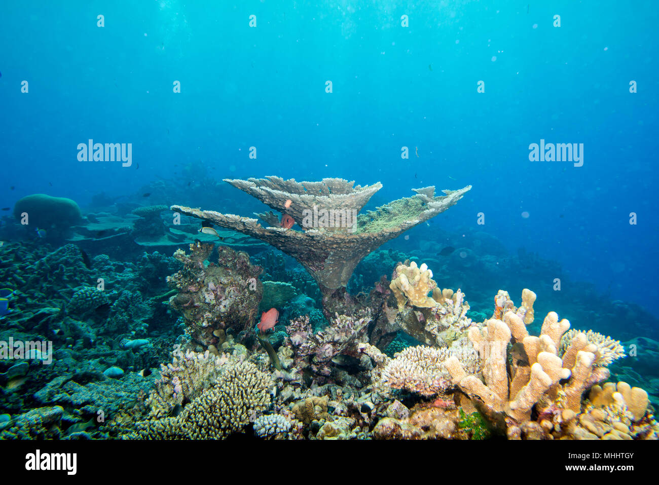 Malediven Korallen Haus für Fische Unterwasser Landschaft Stockfoto